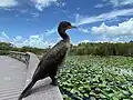 A double-crested cormorant on a railing
