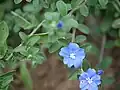 Two flowers