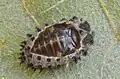 Pupa