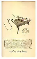 Scopoliae Rhizoma (root of Scopolia japonica)