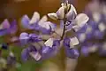 Lupinus manus (sky lupine)