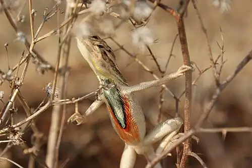 Ventral view