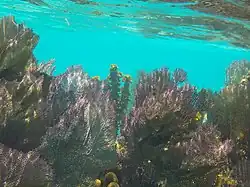 Fan corals of the reef
