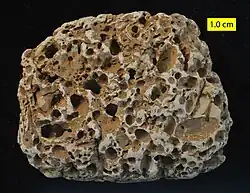Numerous borings in a Cretaceous cobble, Faringdon, England.[13]