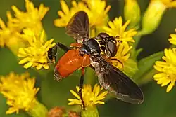 Female with orange black-tipped abdomen