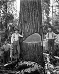 Felling men, c. 1918