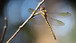 Female