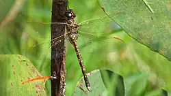 Female
