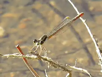 Female