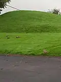 Male and female pheasants