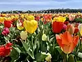 Festival of Spring, Nokesville, Virginia - 2022