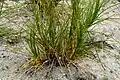 Base of plant