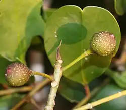 Ripening fruit