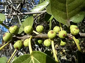 Fig placement
