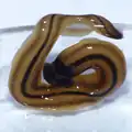 Bipalium vagum from Martinique
