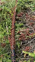 Firebugs on a water pipe in SW France