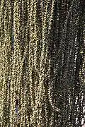 Fishtail palm - detail