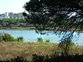 Flamingos at Laguna de El Portil