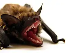 A small, fluffy mammal opens its jaws at the camera, reveal sharp teeth