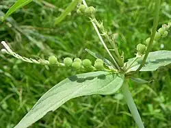 Unripe fruit