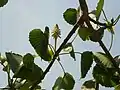 Hura polyandra flower