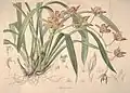 Orchid 28 idem