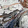 Florida scrub lizard (S. woodi)