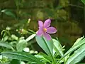 Talinum fruticosum with buds