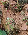 Cauliflory flowers