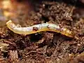 Diptera (fly) larva