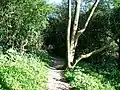 Footpath to Chosen Hill