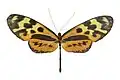 F. o. olivencia, dorsal view