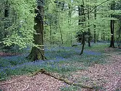 beech forest