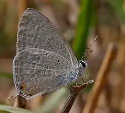Male in Hyderabad