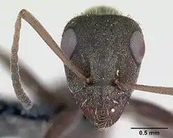 Detail of head