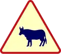Cattle