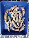 Freshly plucked Waigaon Turmeric fingers
