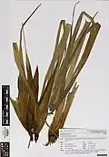 Herbarium specimen