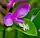 Polygala paucifolia, fringed milkwort, Peninsula State Park