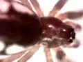 Bowl and doily spider, Frontinella pyramitela