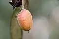 Fruit capsule