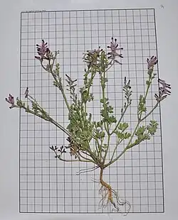 Entire plant