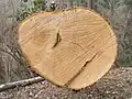 Fused chestnut trees showing a bark pocket (Castanea sativa)