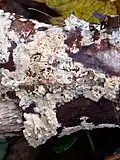 Split porecrust Schizopora paradoxa with mazy gills