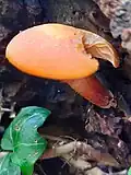 Wrinkled peach, Rhodotus palmatus, on loggery near hut