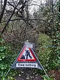 Large cherry tree, hazels fallen and lodged on other trees after Storm Franklin