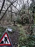 Large cherry tree, hazels cut after falling and lodging in other trees after Storm Franklin
