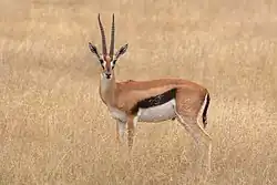 Brown, black, and white bovid