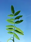 Top side of leaf
