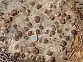 Dark-coloured porphyroblasts of garnet in mica schist at Syros, Greece